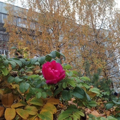 23 октября в Великих Луках ожидается до +2°С - 2017-10-22 22:02:00 - 1