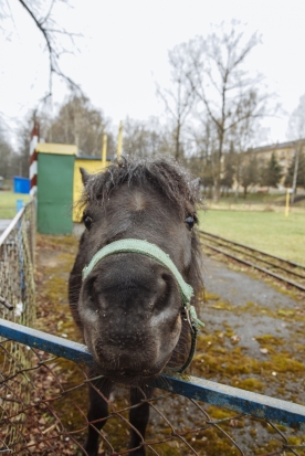 В великолукском парке культуры и отдыха появились новые милые обитатели (ФОТО) - 2018-04-24 15:41:00 - 1