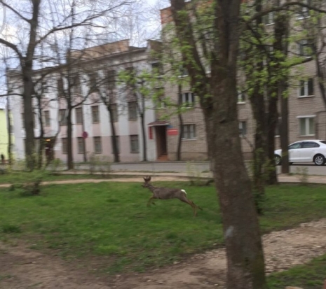ФОТОфакт: в соцсетях делятся фотографиями косули в центре Великих Лук - 2017-05-07 17:44:00 - 1