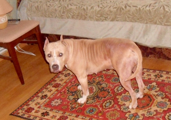 В Великих Луках сбежал стаффордширский терьер, помогите найти! (ФОТО) - 2018-06-27 12:03:00 - 1