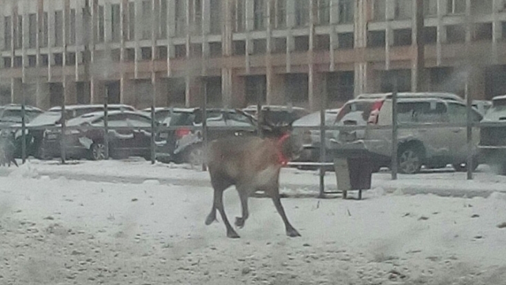 Полиция Санкт-Петербурга устроила погоню за носившимся по городу оленем - 2017-02-19 14:04:00 - 1
