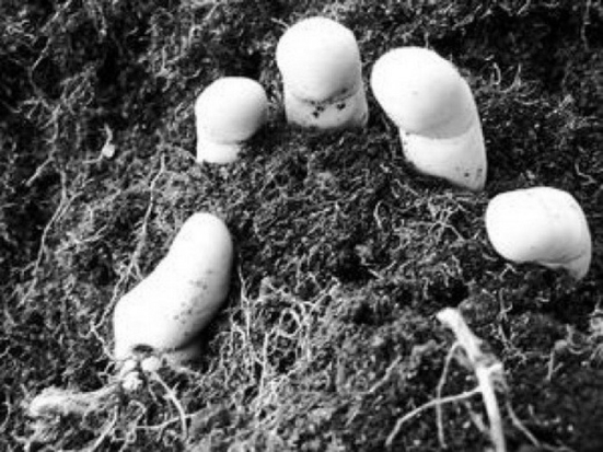 В Невельском районе женщину пытались закопать заживо, свернуть ей шею и добить ее лопатой, но она выжила - 2016-11-15 16:10:00 - 1