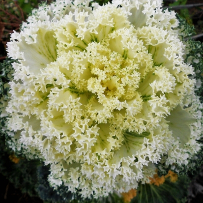 20 октября в Великих Луках ожидается до +9°С - 2017-10-19 22:02:00 - 1