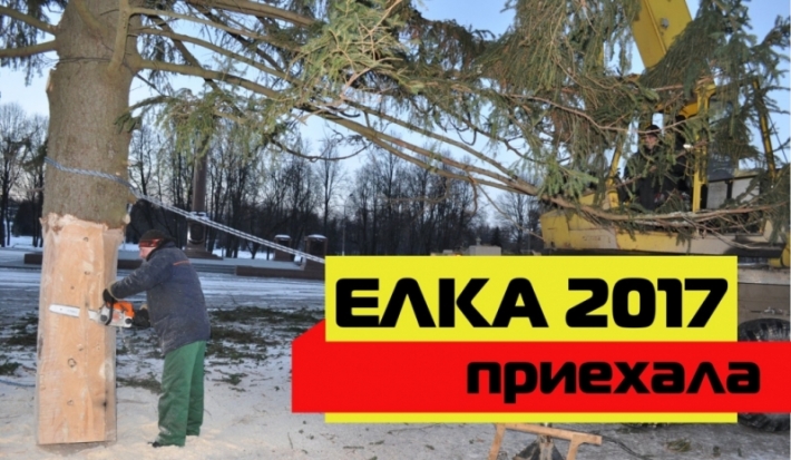 Елка мчит по Великим Лукам (ВИДЕО) - 2016-12-12 20:17:00 - 1