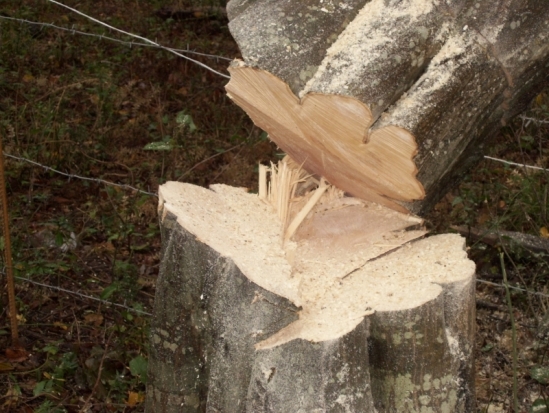 В Великолукском районе после проведенной спустя 7 лет проверки выявили незаконную рубку деревьев - 2016-10-31 15:15:00 - 1