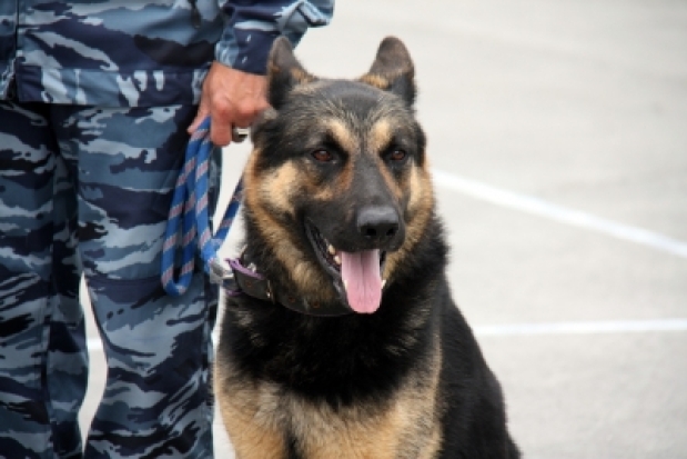 Служебная собака помогла сахалинским полицейским раскрыть ограбление - 2016-10-12 09:21:00 - 1