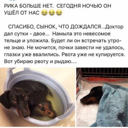 Выкинуть собаку с 3 этажа? Жестокости великолукская полиция не обнаружила (+ фото и документы) - 2017-12-12 15:57:00 - 1