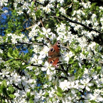 17 мая в Великих Луках ожидается до +22°С - 2018-05-16 22:02:00 - 1