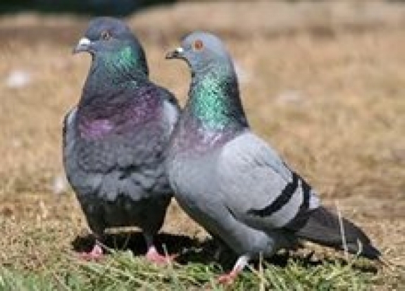 В Сочи прошел «дождь» из голубей - 2016-10-08 22:02:00 - 1