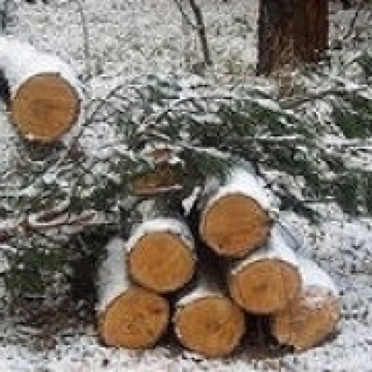 В Пыталовском районе совершена незаконная порубка - 2016-12-30 10:45:00 - 1