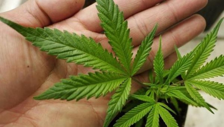 Несовершеннолетний житель Локнянского района предстанет перед судом за незаконное хранение марихуаны - 2016-11-22 08:56:00 - 1