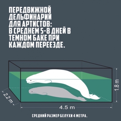 Природоохранная прокуратура начала проверку передвижного дельфинария, приехавшего на гастроли в Великие Луки - 2017-04-20 17:56:00 - 1