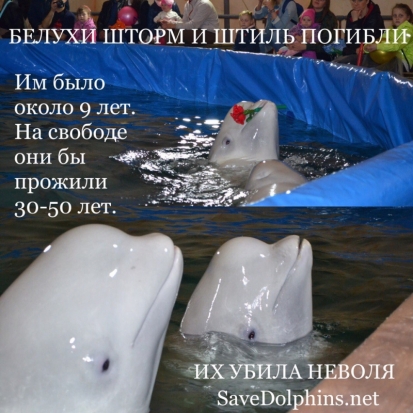 После Пскова передвижной дельфинарий, который зоозащитники не единожды обвиняли в жестоком обращении с животными, начинает гастроли в Великих Луках - 2017-04-13 17:57:00 - 1