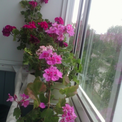 18 июня в Великих Луках ожидается до +25°С - 2018-06-17 21:41:00 - 1