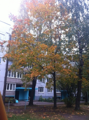 Завтра в Великих Луках днем ожидается до +17°С - 2016-09-29 22:02:00 - 1