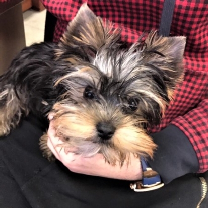 Породистого щенка похитил у доверчивой москвички приезжий из Петербурга - 2017-01-25 20:38:00 - 1