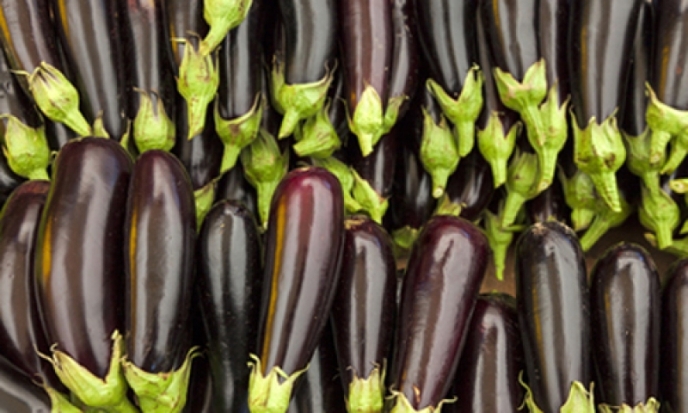 Великолукский тепличный комбинат начал выращивать баклажаны - 2018-04-13 19:19:00 - 1