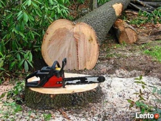 В Ленинградской области мужчину убило деревом - 2017-02-03 15:54:00 - 1