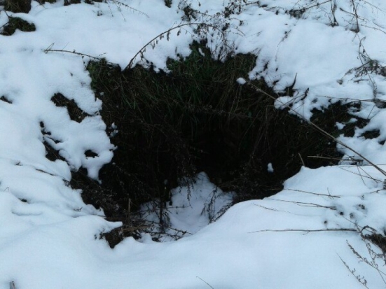 Останки пропавшего в октябре 2016 года жителя Новосокольнического района нашли в лесу - 2017-01-18 17:34:00 - 1