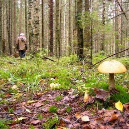 В Плюсском районе продолжают искать заблудившегося в лесу местного жителя - 2016-10-15 16:39:00 - 1