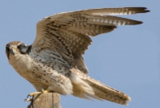 В Камчатском крае у браконьеров изъяты и выпущены на волю 17 кречетов - 2016-11-25 10:07:00 - 1