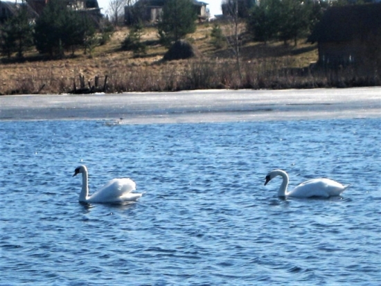13 апреля в Великих Луках ожидается до +13°С - 2018-04-12 22:02:00 - 1
