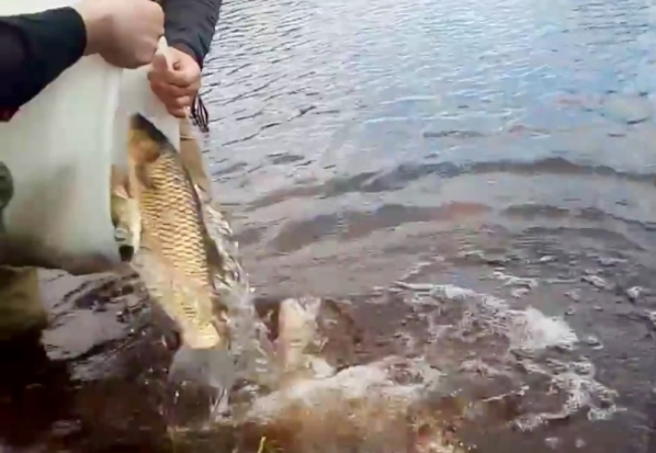 Зарыбление Ловати в очередной раз провели по своей инициативе рыбаки (+ фото) - 2018-04-26 20:52:00 - 1