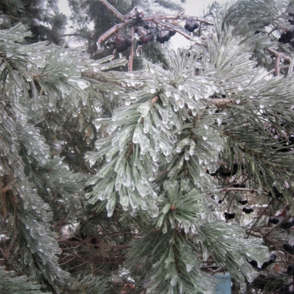 25 января в Великих Луках ожидается до +2°С - 2018-01-24 22:02:00 - 1