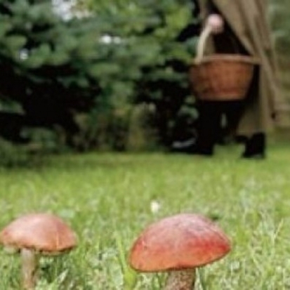 В Стругокрасненском районе нашли заблудившуюся в лесу пенсионерку из Санкт-Петербурга - 2016-09-24 16:06:00 - 1