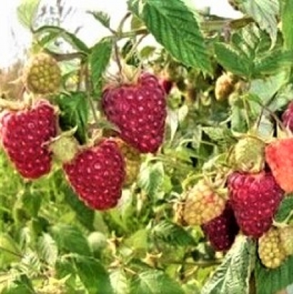 В Великих Луках предоставляется земельный участок для садоводства - 2018-06-29 07:25:00 - 1