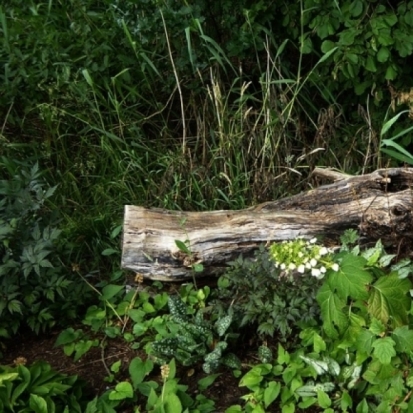 Трава как ужас нашего городка: еще одна проблема Великих Лук - 2018-06-21 18:34:00 - 1