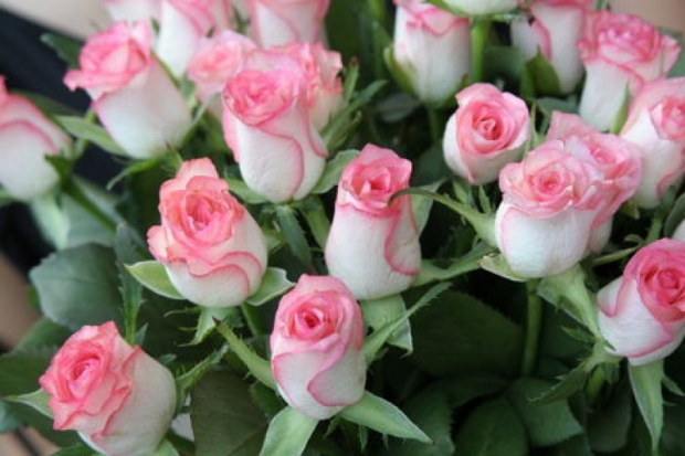 400 роз украли в Великих Луках - 2017-01-09 13:11:00 - 1