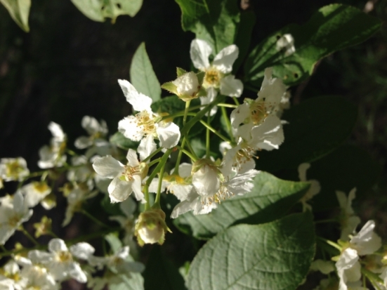 Глава Псковской области поздравляет с 1 мая жителей региона - 2018-05-01 09:47:00 - 1