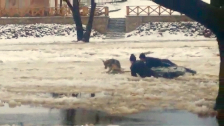 Собаку, загнанную в ледяную реку в Пскове, спасли! (ВИДЕО) - 2016-12-09 16:18:00 - 1