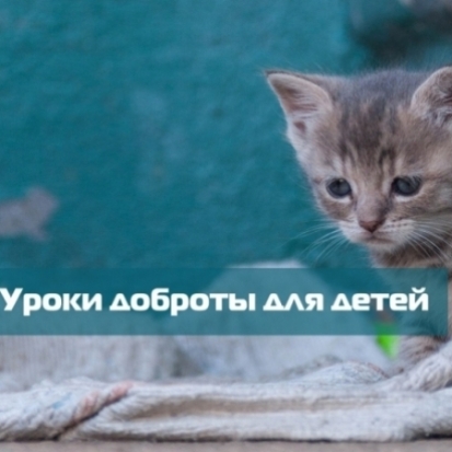 Видеоинтервью: Уроки доброты от ПОЗОО «Дом удивительных котов «Марсиаша» - 2017-12-25 14:13:00 - 1