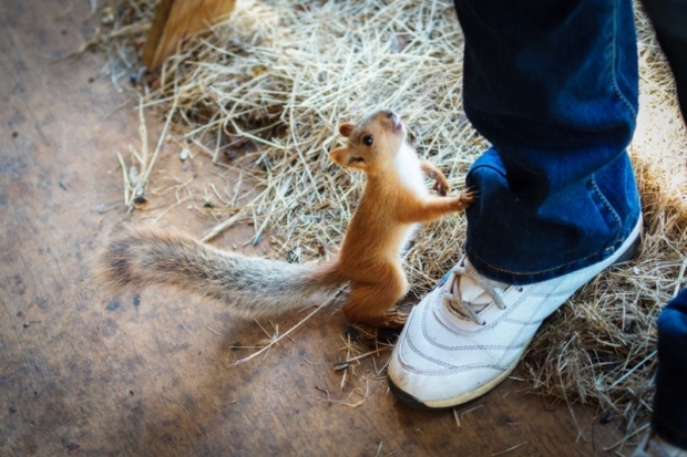 Великолукские белки на свободе - 2018-04-05 15:33:00 - 1