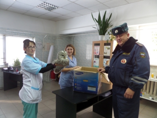 В Красноярском крае сотрудники полиции спасли сову - 2016-11-02 10:52:00 - 1