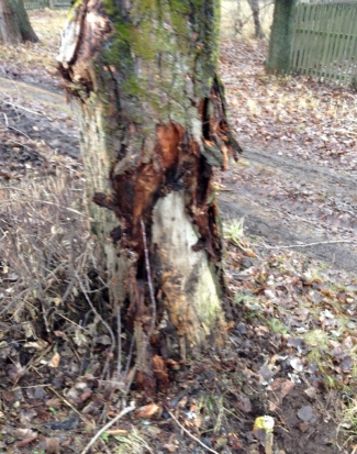 В Пушкиногорском районе водитель въехал в дерево и погиб, его пассажир госпитализирован - 2016-09-23 10:20:00 - 1