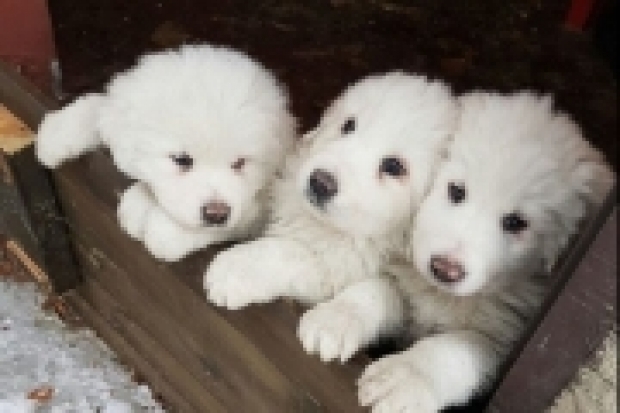 Надежда еще есть: под завалами отеля в Италии нашли трех щенков - 2017-01-24 16:03:00 - 1