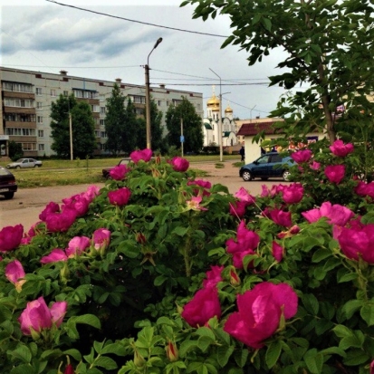 28 июня в Великих Луках ожидается до +27°С - 2018-06-27 22:02:00 - 1