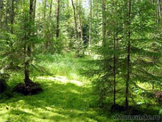 В Правила пожарной безопасности в лесах внесены изменения - 2017-05-12 11:13:00 - 1