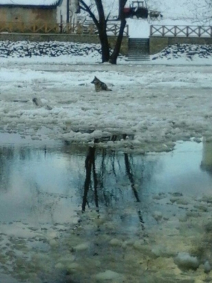 В Пскове спасают собаку (+фото) - 2016-12-09 15:37:00 - 1