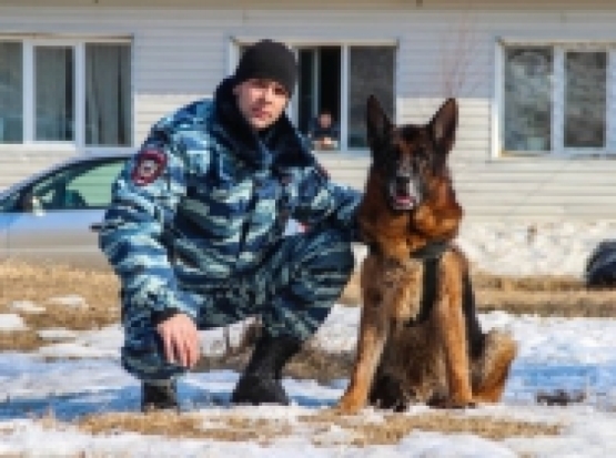 Служебный пес Марк защитил полицейских от бультерьера, хозяйка которого отправится в колонию - 2016-11-01 14:43:00 - 1