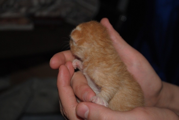 Мужчина разбился насмерть при попытке спасти с балкона котенка - 2016-10-21 18:39:00 - 1