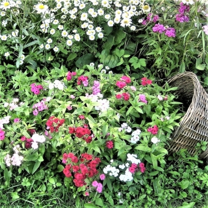 25 июня в Великих Луках ожидается до +20°С - 2018-06-24 22:02:00 - 1