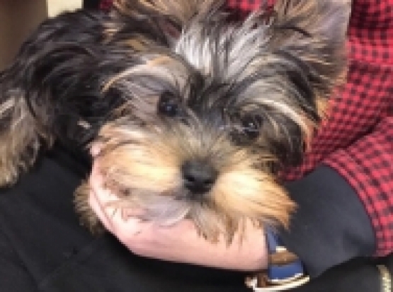 Москвич украл собаку - 2017-01-25 17:08:00 - 1