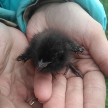 Летун летуна не обидит: в Великих Луках полет аэростата закончился спасением птенца (+ фото) - 2018-06-15 17:24:00 - 1