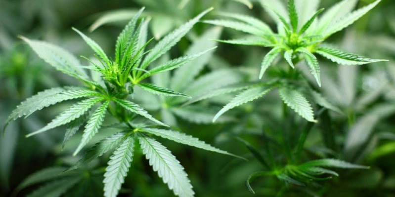 У жителей Острова изъяты наркотики - 2020-12-14 12:13:00 - 1