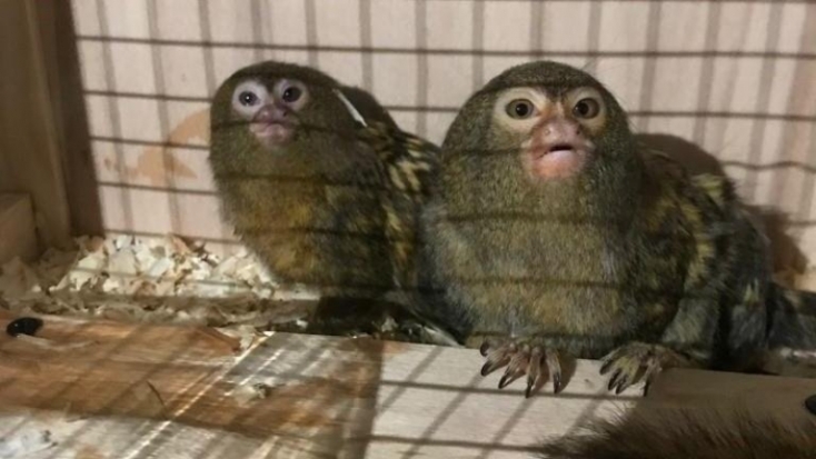 В Ленинградском зоопарке поселились карликовые игрунки - 2019-04-18 08:43:00 - 1