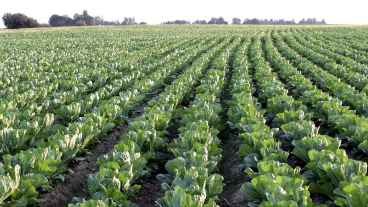 Более 180 га заброшенных земель в сельхозоборот введены в хозяйстве «Ударник» Бежаницкого района - 2019-08-14 12:37:00 - 1